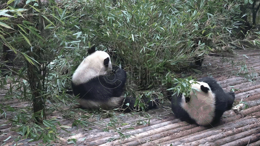 成都大熊猫GIF图片素材免费下载