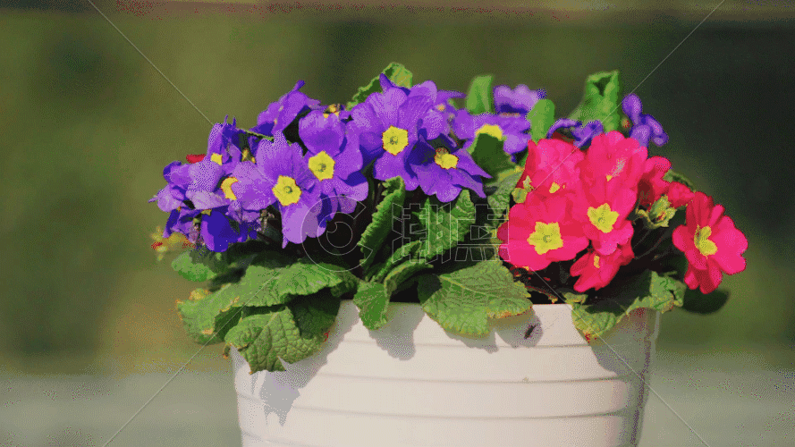 花盆里的花GIF图片素材免费下载
