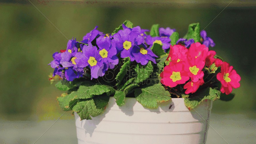 花盆里的花GIF图片素材免费下载