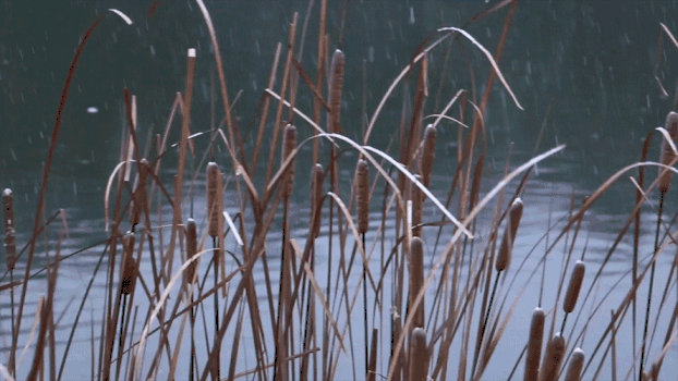 实拍冬天芦苇从下雨GIF图片素材免费下载