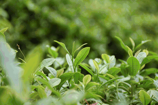 茶园里正在生长的茶芽gif动图图片素材免费下载