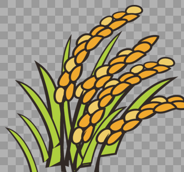 成熟农作物成熟稻米图片素材免费下载