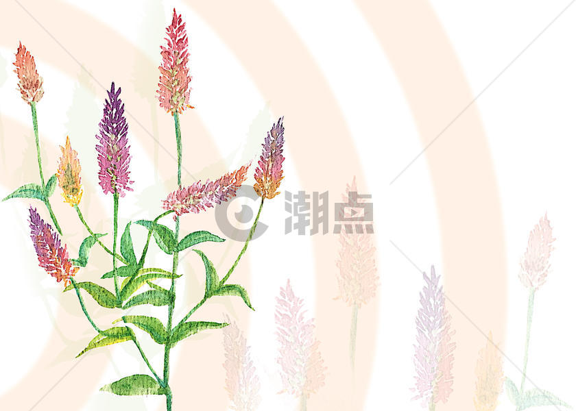 青葙花卉图片素材免费下载