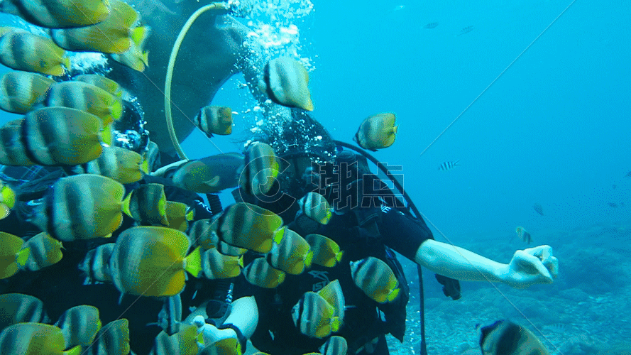 巴厘岛贝尼达潜水水下视频GIF图片素材免费下载
