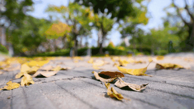 秋天公园地上的落叶GIF图片素材免费下载