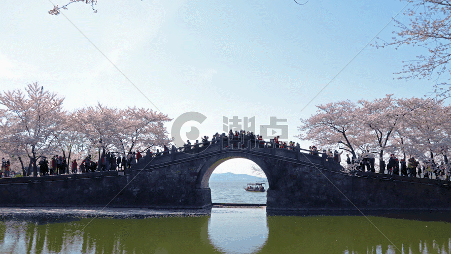 无锡鼋头渚长春桥樱花GIF图片素材免费下载