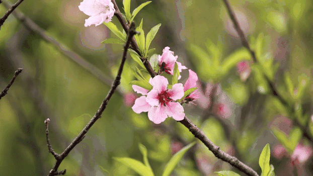 一朵桃花GIF图片素材免费下载
