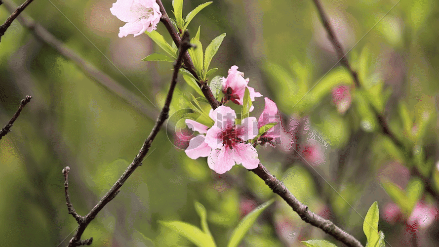 一朵桃花GIF图片素材免费下载