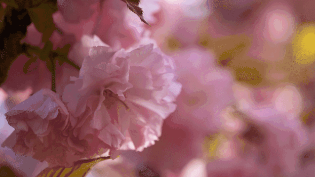 美丽花朵樱花GIF图片素材免费下载
