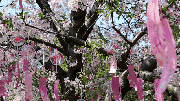 樱花节GIF图片素材免费下载