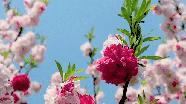 美丽花朵GIF图片素材免费下载