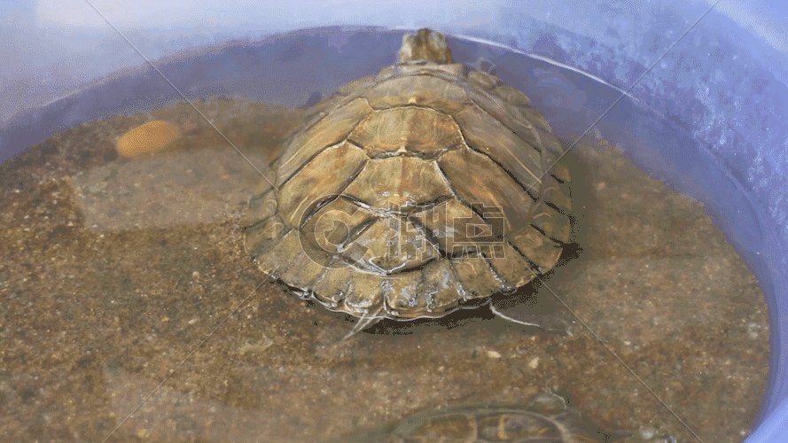 小乌龟晒太阳GIF图片素材免费下载