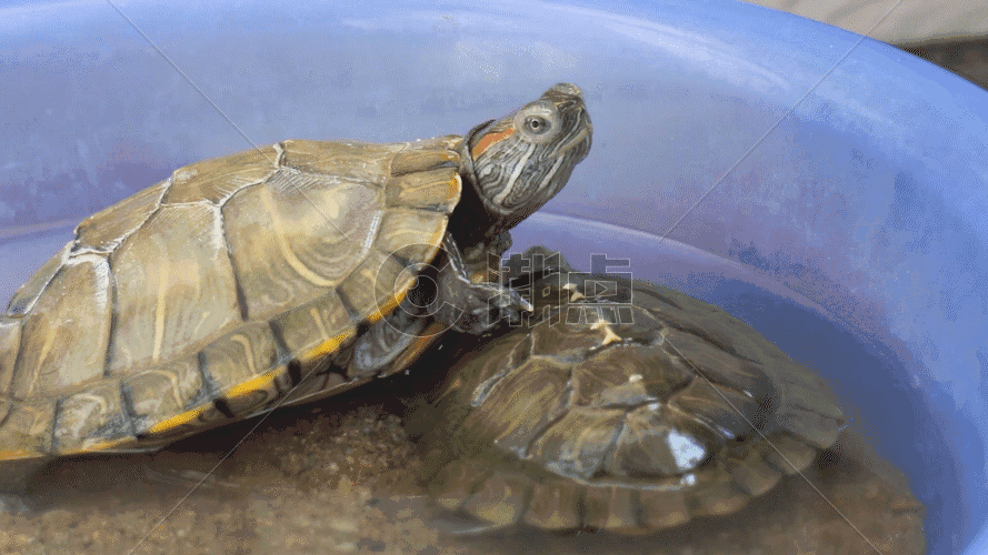两只小乌龟 GIF图片素材免费下载