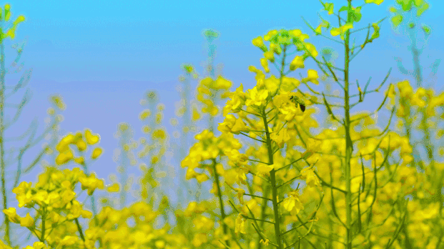 黄色油菜花GIF图片素材免费下载