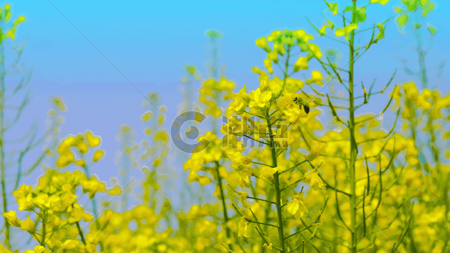 黄色油菜花 GIF图片素材免费下载