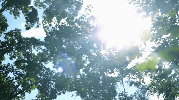 阳光下树叶GIF图片素材免费下载