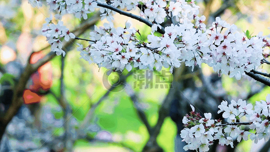 欣赏樱花的游客GIF图片素材免费下载