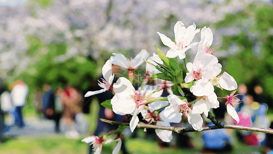 欣赏樱花的游客GIF图片素材免费下载