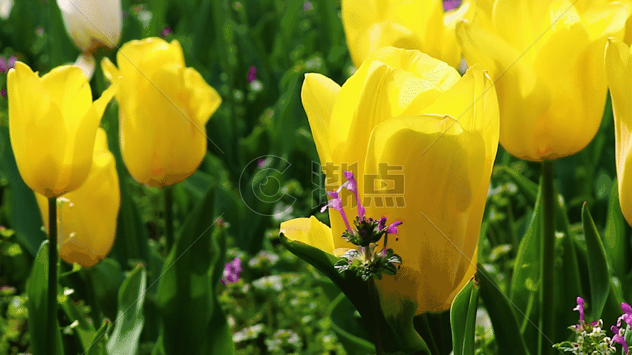 黄色郁金香GIF图片素材免费下载
