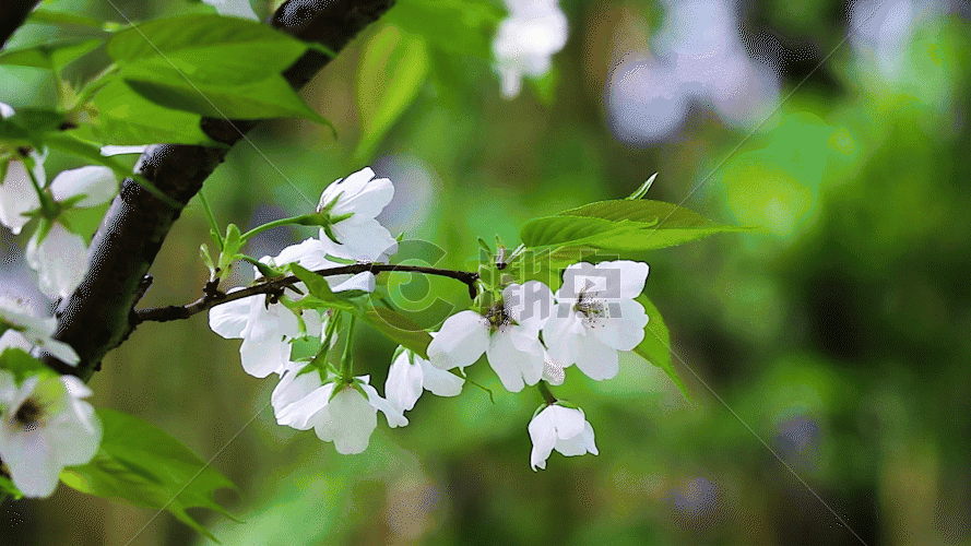 微风中的樱花GIF图片素材免费下载