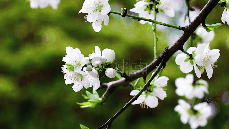 微风中的白桃花GIF图片素材免费下载