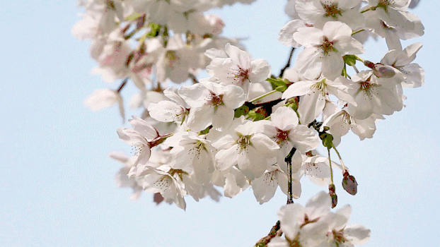 樱花实拍GIF图片素材免费下载