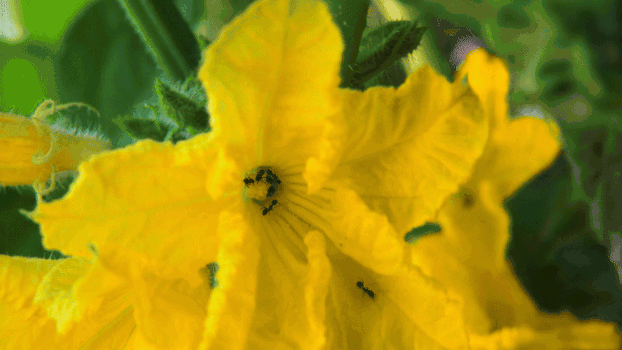 微距下的小蚂蚁GIF图片素材免费下载