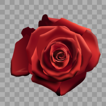 520表白季玫瑰图片素材免费下载