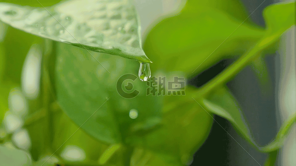 绿萝-绿叶水滴滴落局部动图gif图片素材免费下载