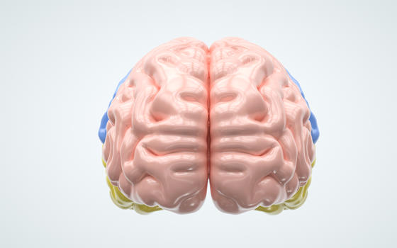 人体器官脑子图片素材免费下载