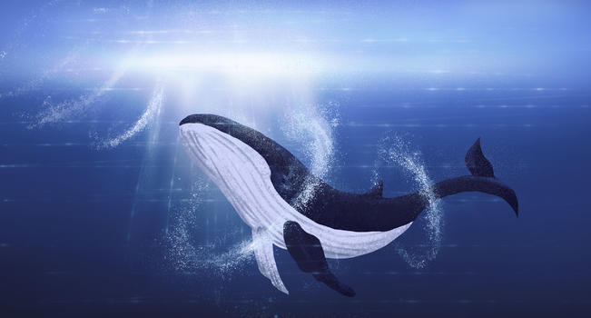 孤独的鲸鱼图片素材免费下载