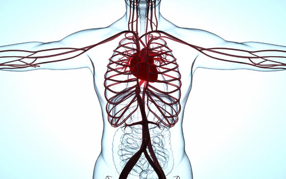 人体心脏模型图片素材免费下载