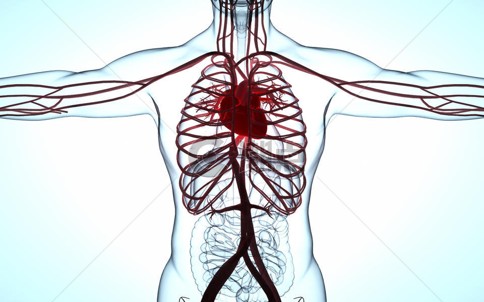 人体心脏模型图片素材免费下载