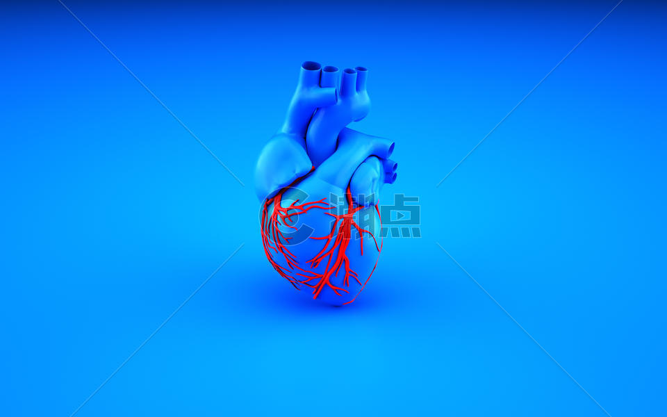 心脏模型图片素材免费下载