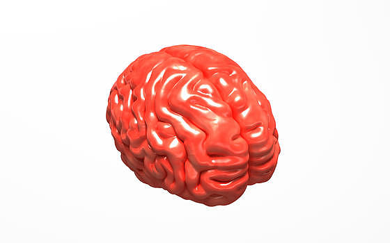 大脑模型图片素材免费下载