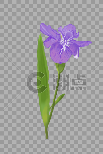 紫色百合花图片素材免费下载