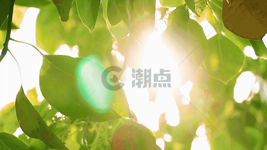 阳光下树叶GIF图片素材免费下载