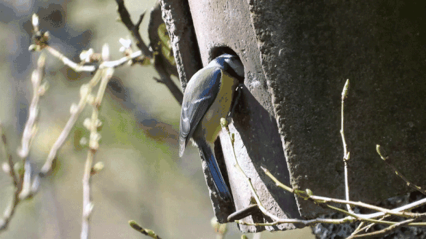 树上的鸟捕食GIF图片素材免费下载