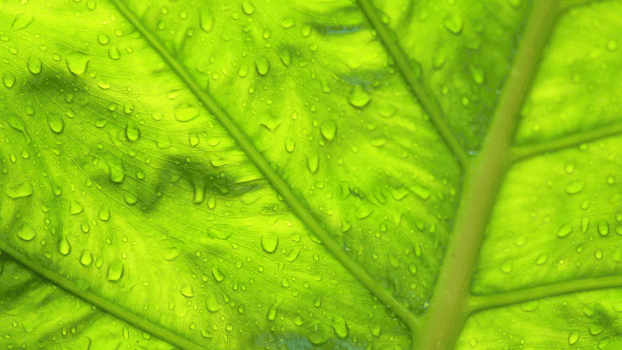 雨滴打在芭蕉叶上GIF图片素材免费下载