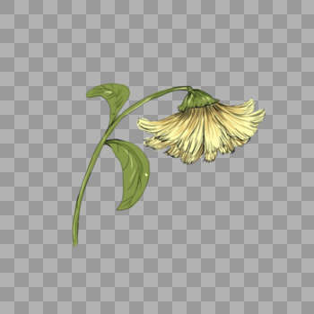 一朵黄色菊花图片素材免费下载