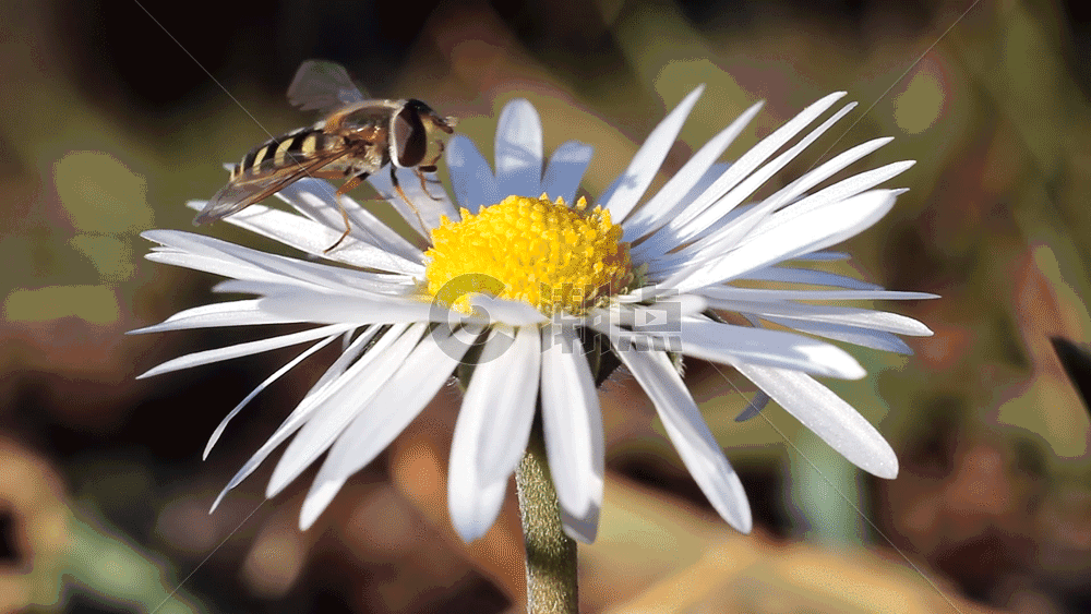 蜜蜂GIF图片素材免费下载