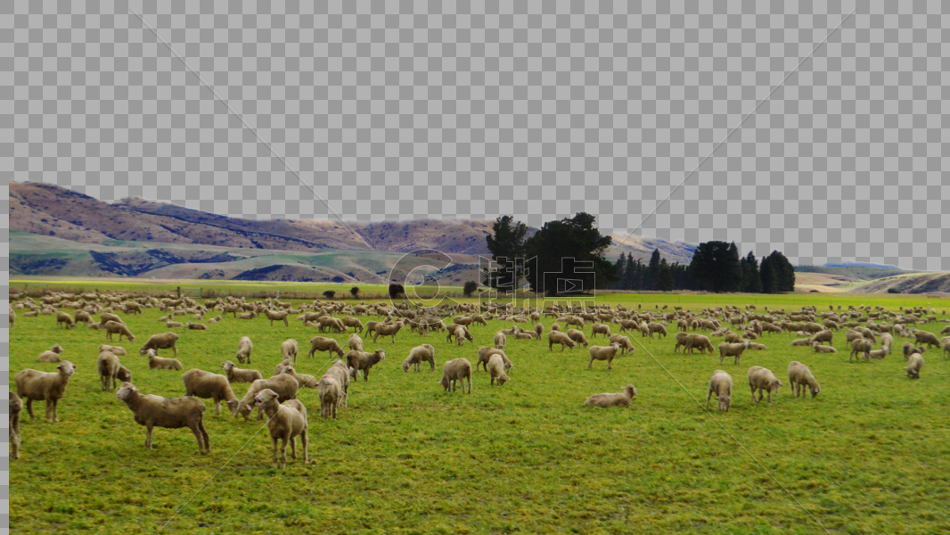 新西兰牧场绵羊图片素材免费下载