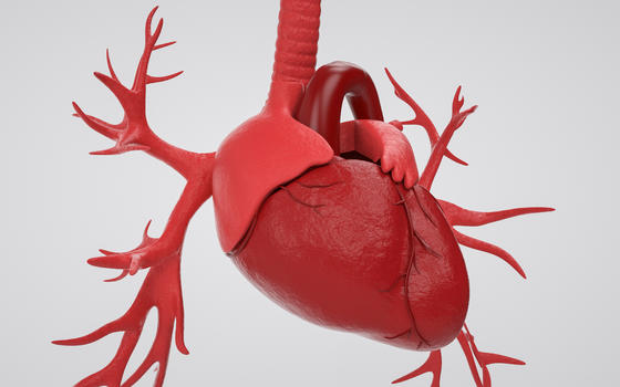医学人体器官心脏图片素材免费下载
