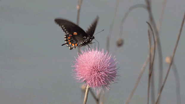 美丽的黑色蝴蝶GIF图片素材免费下载