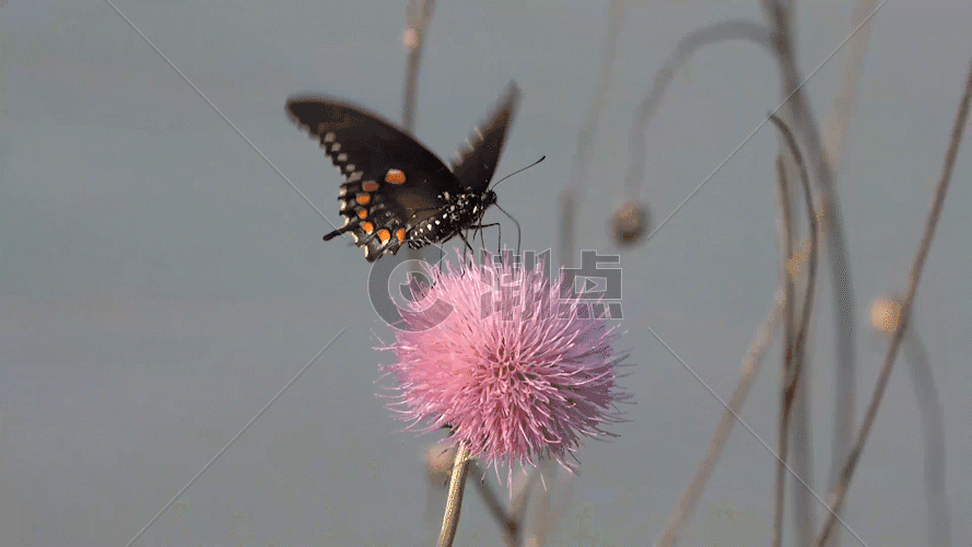 美丽的黑色蝴蝶GIF图片素材免费下载