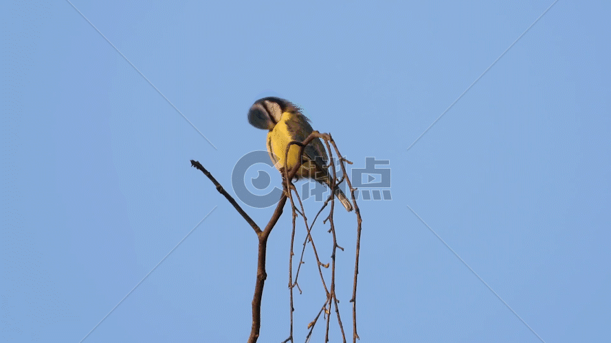树枝上的鸟GIF图片素材免费下载