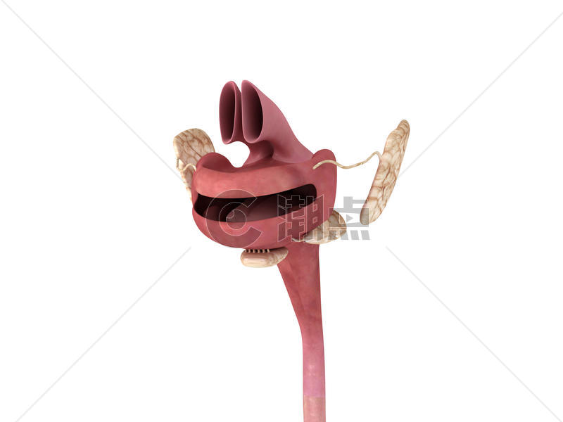 人体器官口腔系统图片素材免费下载