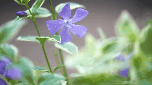 雨后的小花GIF图片素材免费下载