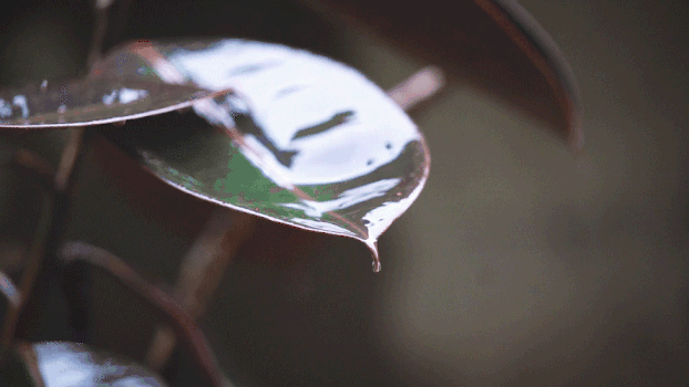 下雨天树叶上的雨滴GIF图片素材免费下载