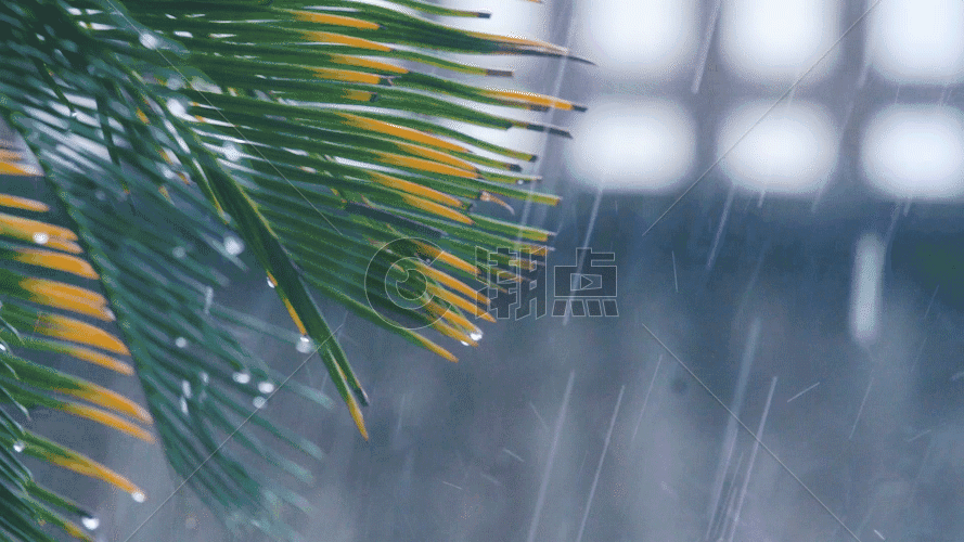 雨天的树叶GIF图片素材免费下载